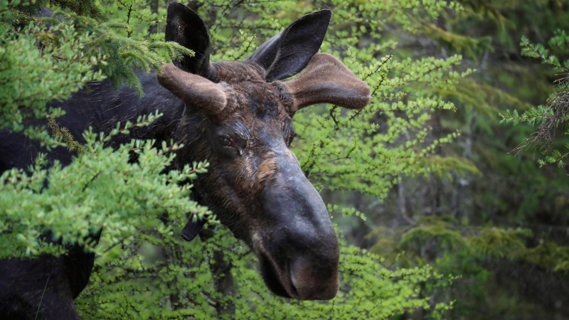 FILE - In this May 31, 2018 file photo, a bull moose walks through the Umbagog National Wildlife Refuge in Wentworth's Location, N.H.  (THE CANADIAN PRESS/AP-/Robert F. Bukaty)