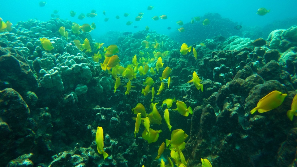 fish coral