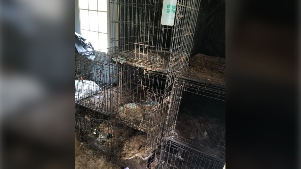 Missouri animal cruelty