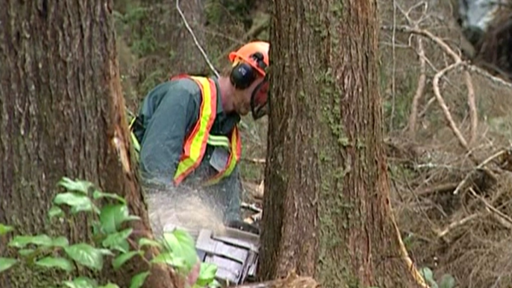 Forestry worker in B.C.