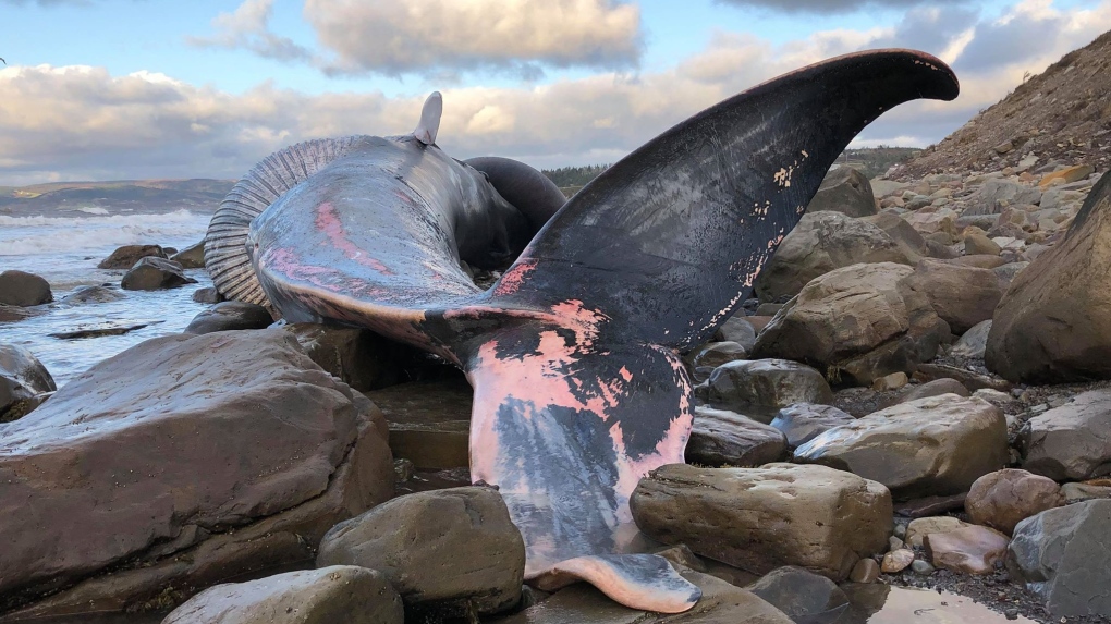 Feds not planning study of endangered blue whale found dead in Cape Breton  | CTV News