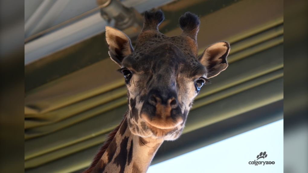 Emara, Masai, Calgary Zoo, pregnant, giraffe