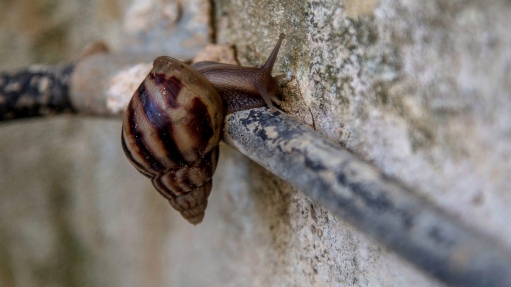 Giant African snail 