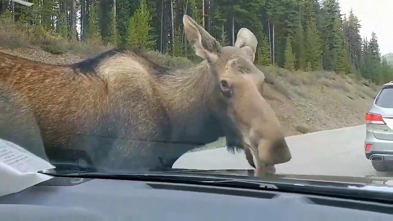 moose encounter 