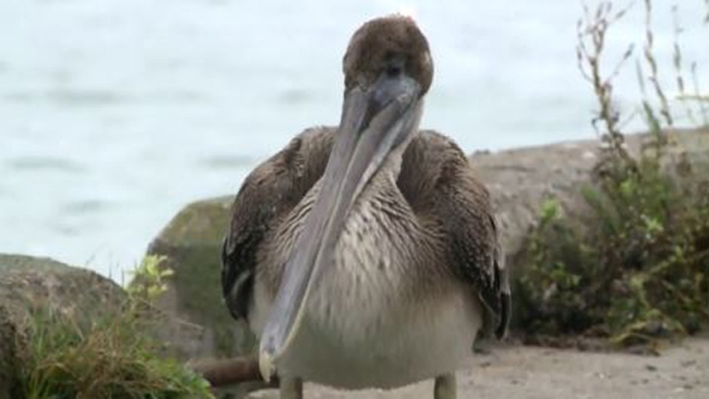 pelican in Glace Bay