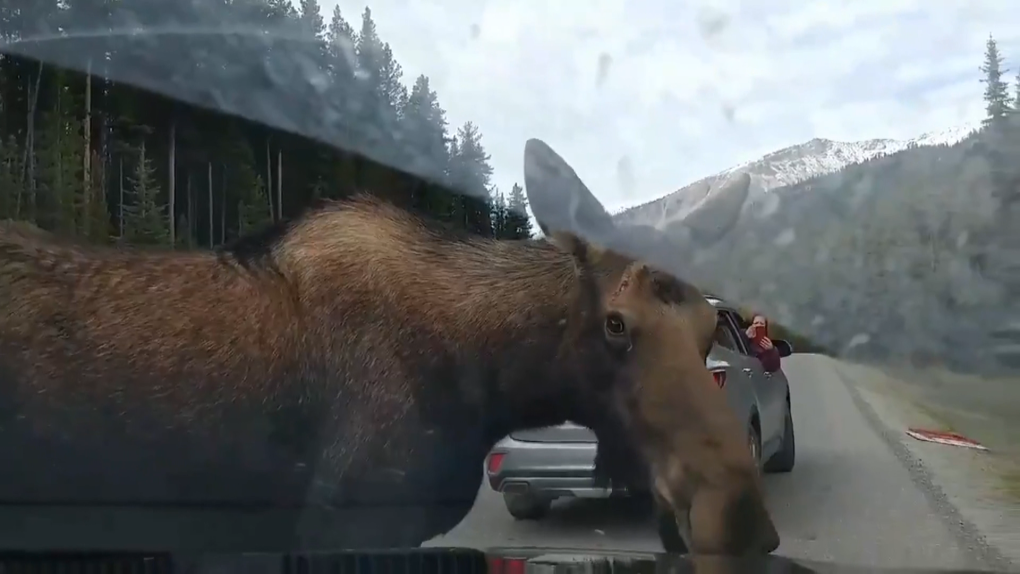 Caught on cam: Moose licks car in Jasper