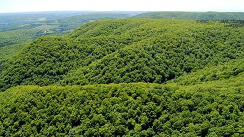Cape Mabou Wilderness Area