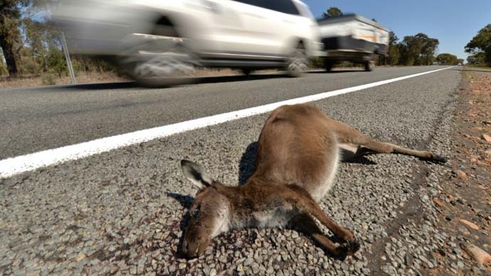 kangaroo deaths