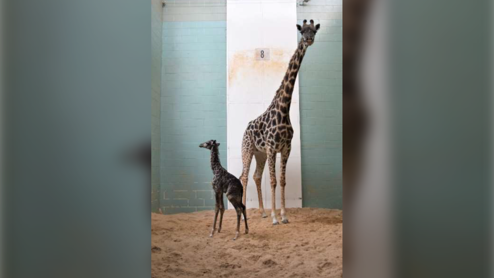 Calgary, pregnant, giraffe, Calgary Zoo, Masai,