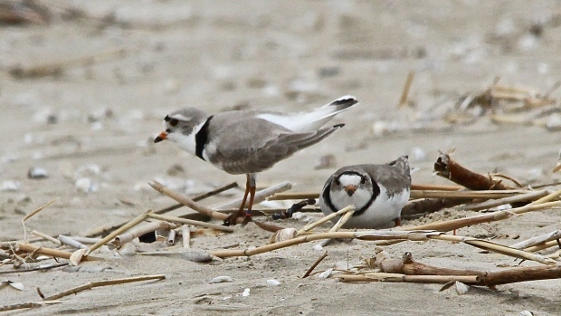 Piping plovers are seen in Sauble Beach, Ont. in this undated file image. (Scott Miller / CTV London)
