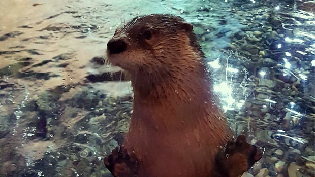 Ivy the Otter passes away