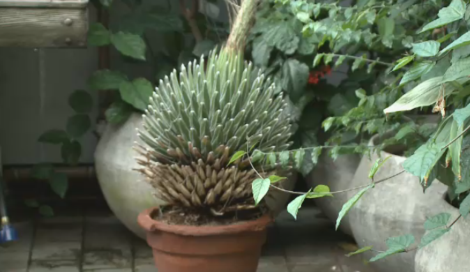An agave plant at Carleton University is set for a once-in-a-lifetime bloom. (CTV Ottawa)