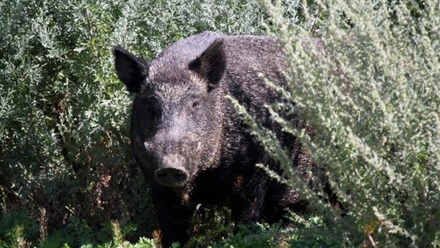 Ontario residents being asked to be on the lookout for wild pigs.