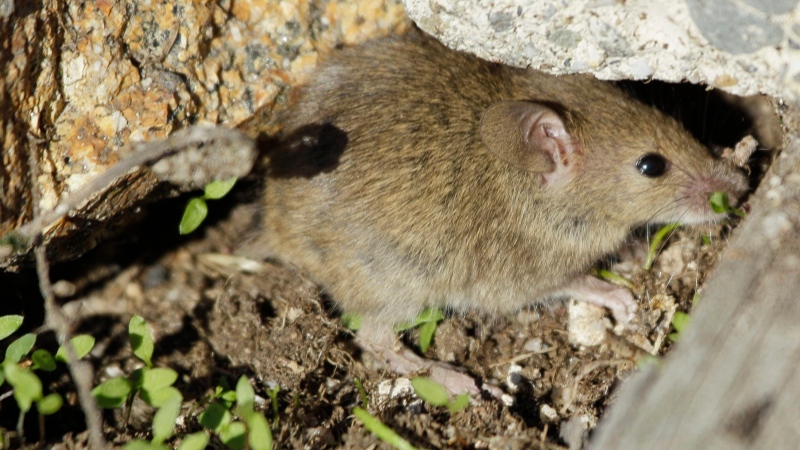 FILE - In this photo taken Thursday Oct. 13, 2011, a brown house mouse is shown at the Farallones National Wildlife Refuge, Calif. (AP / Eric Risberg)