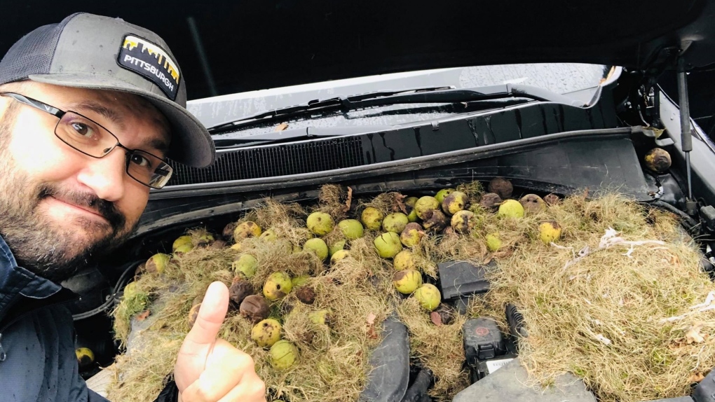 Walnuts in car