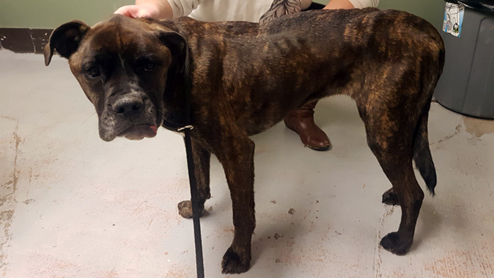 Boxer recovering after being found emaciated
