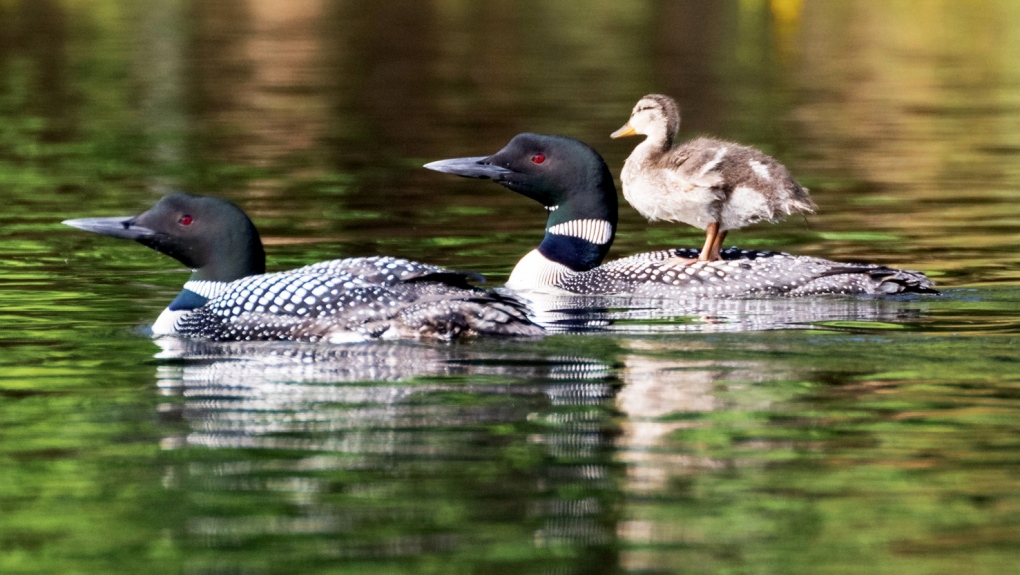 Loons raise duckling