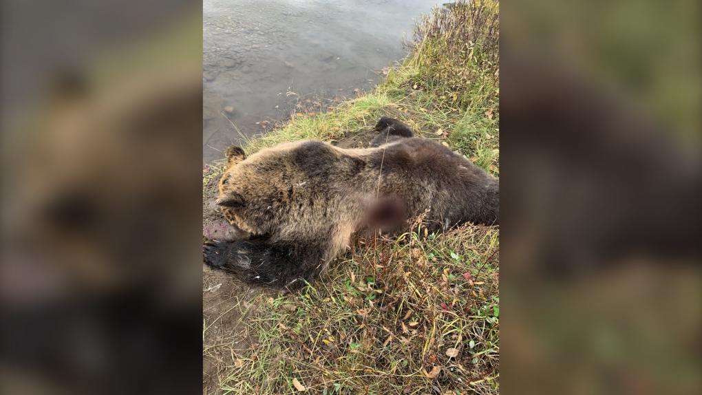 dead Grizzly Bear Alberta