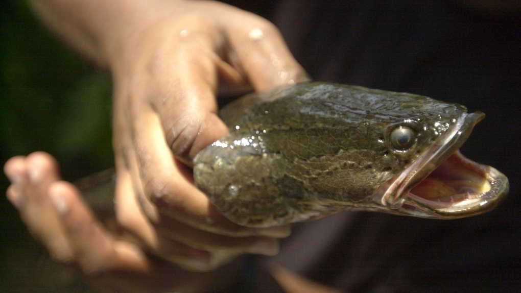 An adult northern snakehead fish