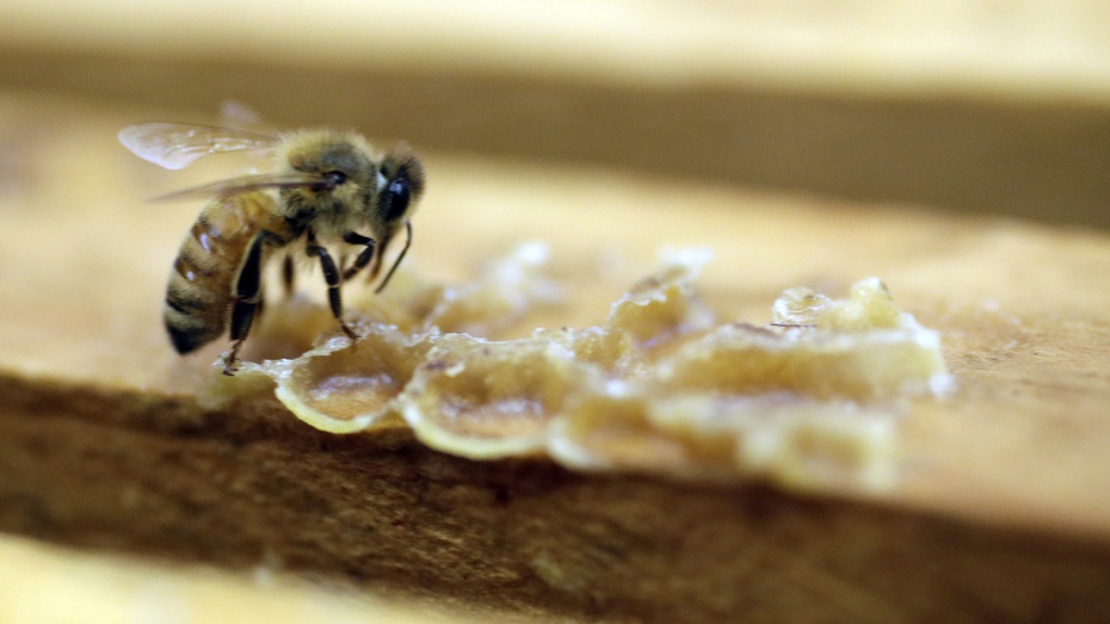 A bee works on a honeycomb