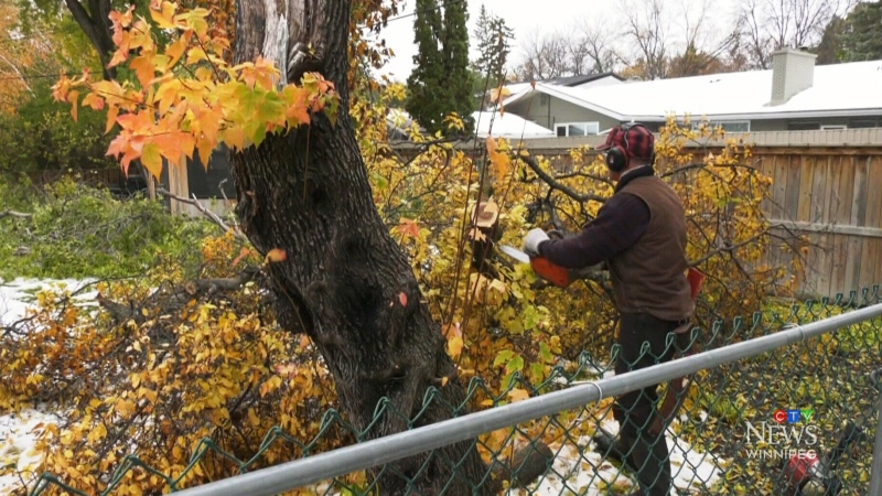 File image of a tree damaged in the Thanksgiving weekend snowstorm. 