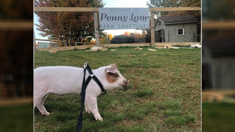 On Oct. 19, Mango will be taken to live with other animals at the Penny Lane Farm Sanctuary near Clarence-Rockland. (Lara Cohen)