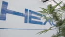 The Hexo Corp. logo on the wall of the Gatineau-based company is partially obscured by cannabis plant leaves in this undated photo. (CTV Ottawa)