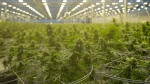 Cannabis plants are seen during a tour of a Hexo Corp. production facility, Thursday, October 11, 2018 in Masson Angers, Que. THE CANADIAN PRESS/Adrian Wyld