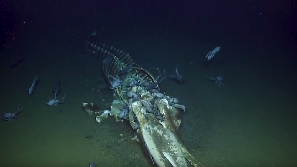 Deep Sea Research Vessel Discovers Whale Carcass Being Eaten By