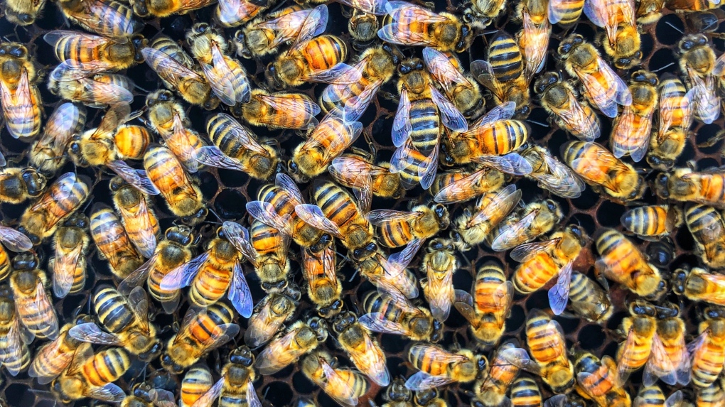 Beeflow bees