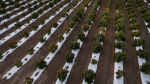 In this Oct. 10, 2016 photo, the morning sun hits rows of maturing pot plants at Los Suenos Farms, America's largest legal open air marijuana farm, in Avondale, southern Colo. (AP Photo/Brennan Linsley)