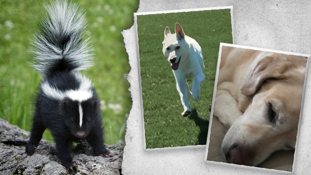 Dogs hit by skunks this fall. 