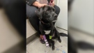 Leo, a two-year-old Labrador mix, is seen being treated for poisoning in London, Ont. in this family photo.