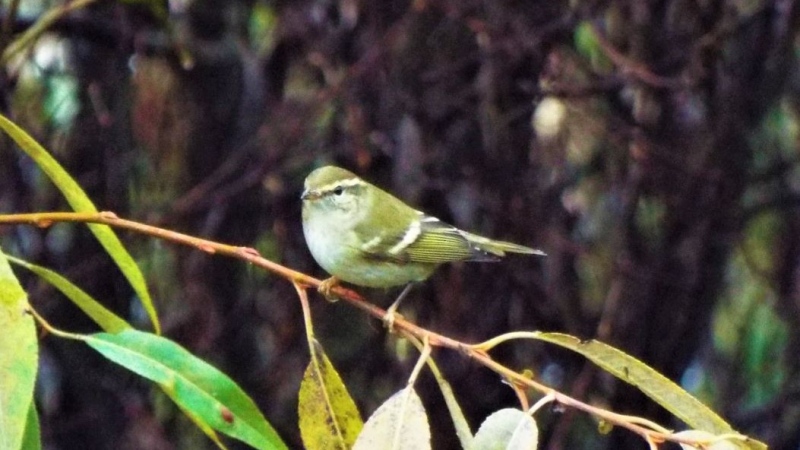 Kirsten Mills was one of the first to spot the yellow-browed warbler in Panama Flats on Friday. (Photo: Geoffrey Newell)