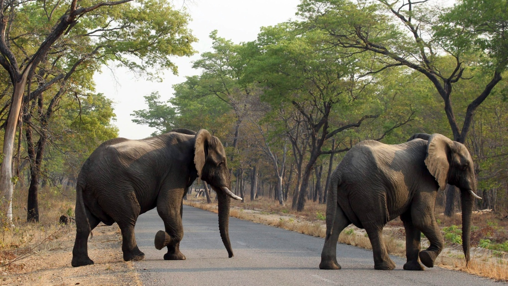 Zimbabwe elephants