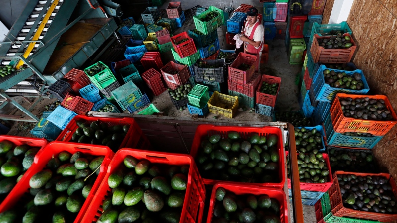 In this Oct. 2, 2019 photo, a worker wipes his hands while filling crates with avocados at a packing warehouse in Ziracuaretiro, Michoacan. (AP Photo/Marco Ugarte)