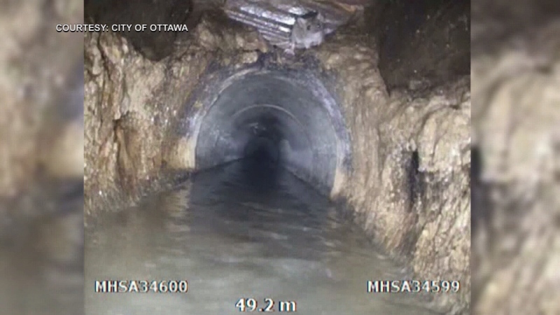 A rat is captured on video in Ottawa's sewer system. 