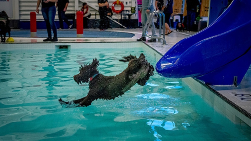 Dogs enjoy a swim at an Esquimalt recreation centre. (Township of Esquimalt)