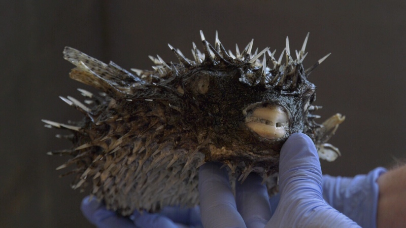 The preserved spotted porcupine puffer fish is pictured: Oct. 28, 2019 (CTV News)