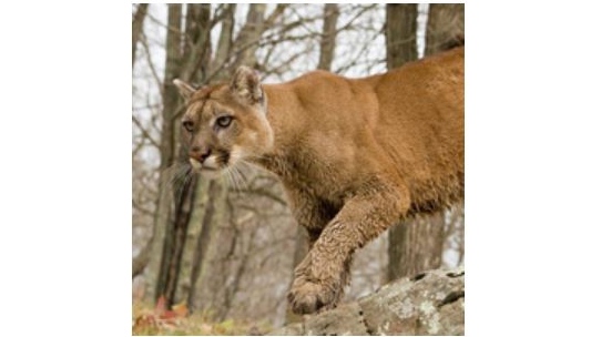 A cougar is seenin this file image on the Ministry of Natural resources website. (J.D Taylor / Ontario.ca)