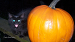 Our kitten Gina and the pumpkin. (Dave Sellers/CTV Viewer)