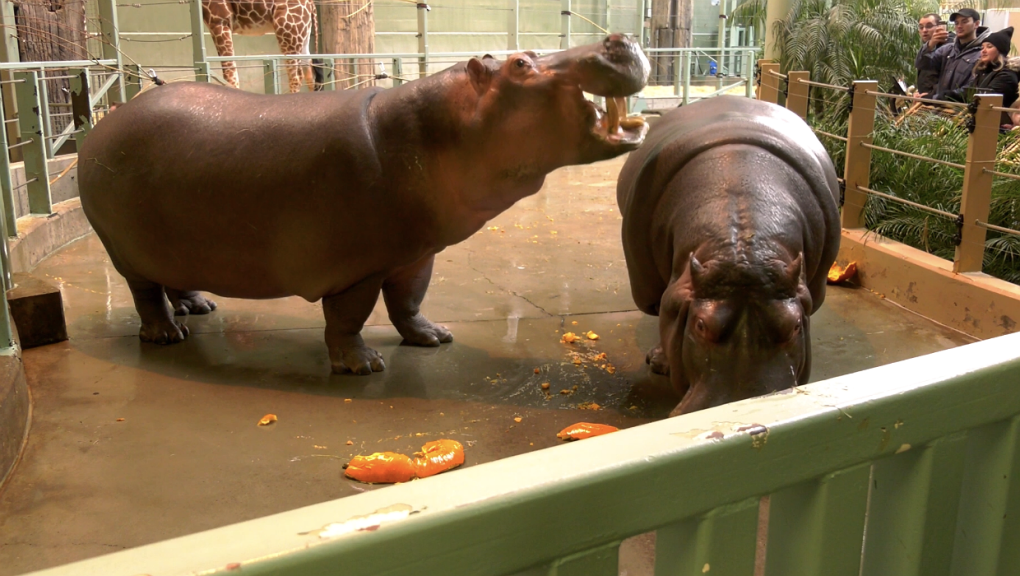 Hippos Calgary Zoo
