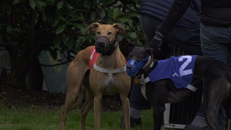 Champion whippets Ryder, in red, and Lucy, in blue, enjoy chasing squirrels and lying on the couch, according to their owner. (CTV Vancouver Island)