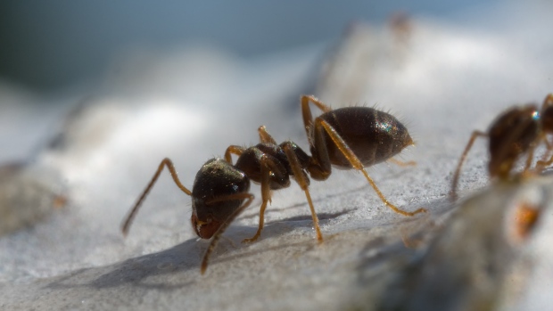 Ants Trapped For Years In Nuclear Bunker Survived Thanks To