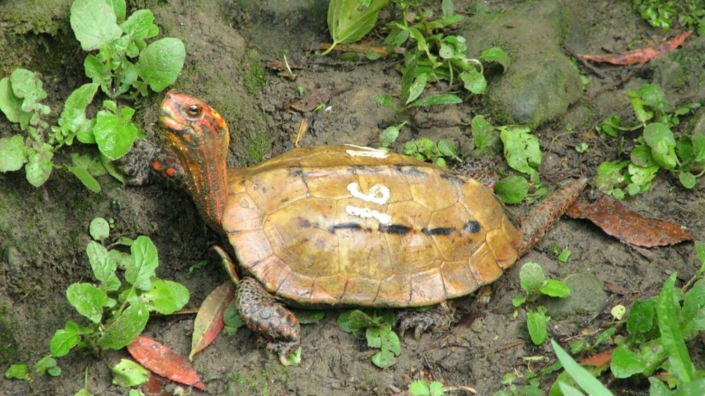 Stolen turtle