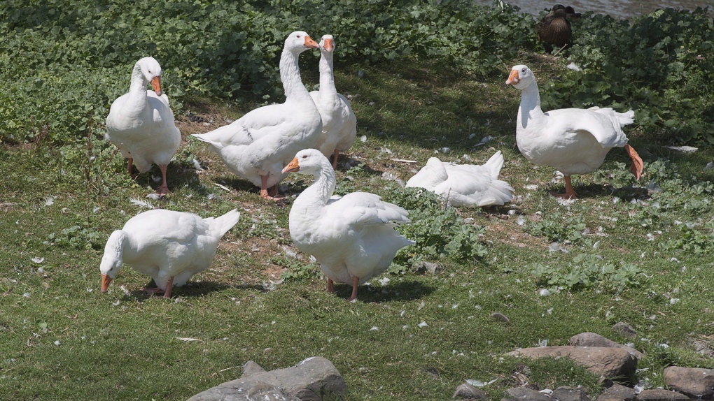 Sullivan's Pond geese