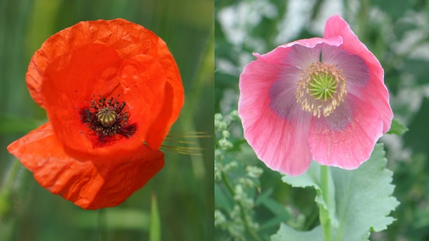 Common poppy and opium poppy