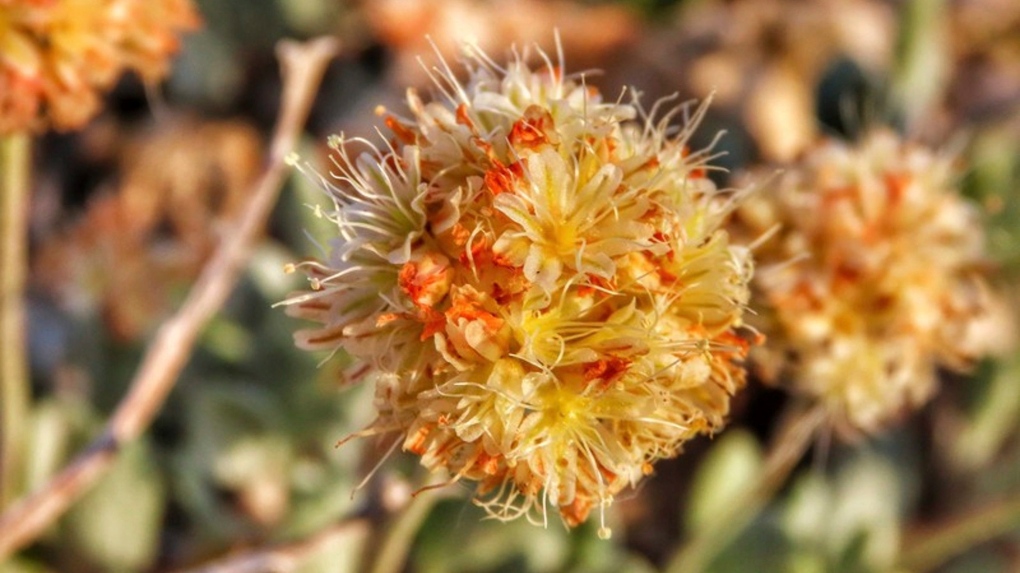 Rare desert wildflower Tiehm's buckwheat