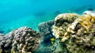 This Sept. 12, 2019 photo shows bleaching coral in Kahala'u Bay in Kailua-Kona, Hawaii. (AP Photo/Caleb Jones)