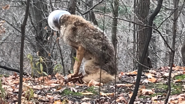 Active search for coyote wandering in Oakville with plastic container stuck on its head